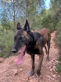 Éducation Canine Marseille Dog Land