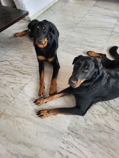 Esprit Canin - Educateur et Comportementaliste Canin À Domicile À Marseille
