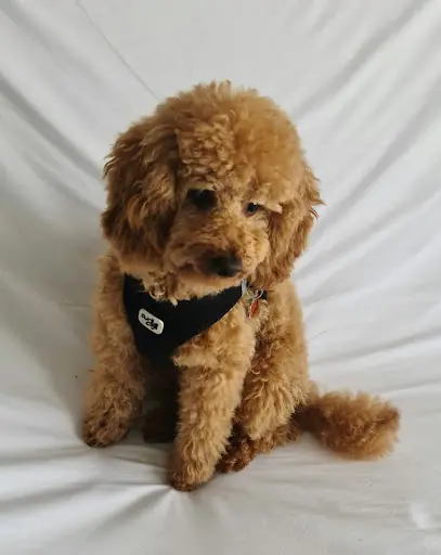Estheti Chien