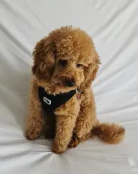 Estheti Chien