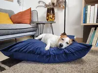 l'Atelier du Chien Français