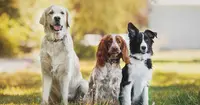 Sergent Woof-éducateur Comportementaliste Canin Marseille