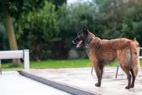 Unidog