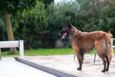 Unidog