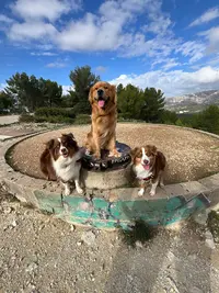 Education Canine Marseille (all Dog)