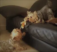 Elevage de Yorkshire Terriers Lof À Marseille "de l'Elpazeor / Of Royalton "