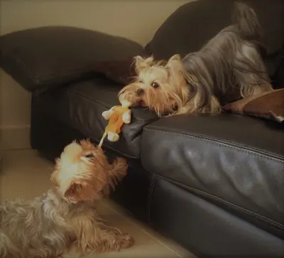 Elevage de Yorkshire Terriers Lof À Marseille "de l'Elpazeor / Of Royalton "