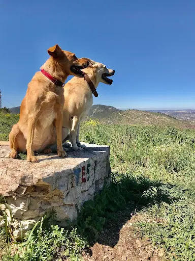 Trust In Dogs | À l'Écoute du Chien, Comportementaliste Canin, Éducateur Canin - Marseille