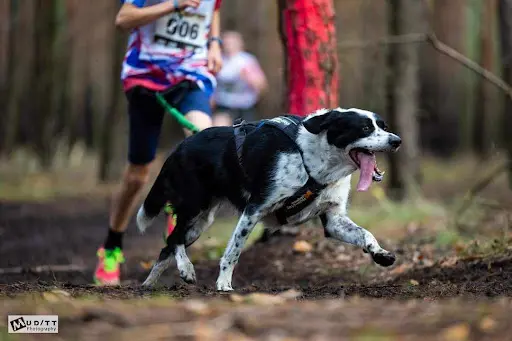 Canisports 58 Bouge Avec Ton Chien