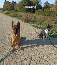 Eduka Dog Education Canine