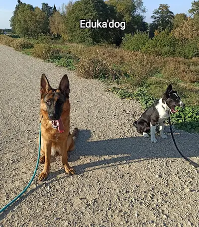 Eduka Dog Education Canine