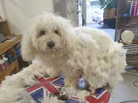 Le Cabotin Salon de Toilettage
