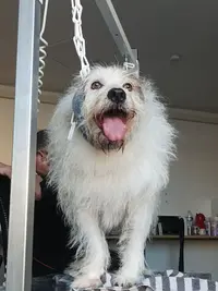 Toiletteur Pour Chiens Chats Nac Marsi Mon Chien