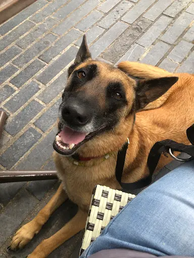 No Bad Dogs, Éducateur Canin