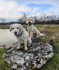 Les 4 Pattes Quercynoises - Pension Pour Chiens - Taillefer Haut Martel