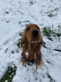 Chabrol Éducation Canine