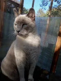 Chat des Bois - Pension Féline