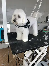 Toutou Clean