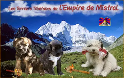 Elevage de l'Empire de Mistral - C & Jc Marcoup - Elevage de Terrier du Tibet