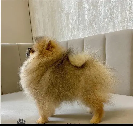 Les Loulous Pom