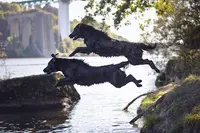 Des Anges de Brière : Élevage de Flat Coated Retriever Ou Retriever À Poil Plat, Dans le Morbihan en Bretagne