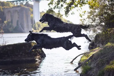 Des Anges de Brière : Élevage de Flat Coated Retriever Ou Retriever À Poil Plat, Dans le Morbihan en Bretagne