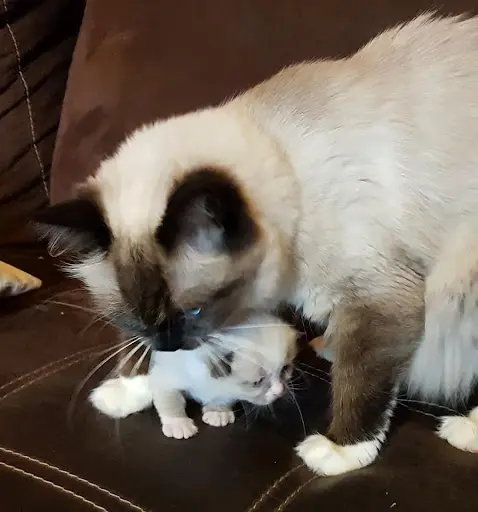 Chatterie Ragdoll "le Joyau de Mes Rêves"