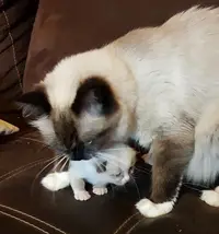 Chatterie Ragdoll "le Joyau de Mes Rêves"