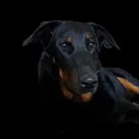 Beauceron du Coubertou de Saint Jean
