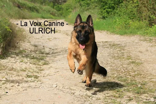 Pension Pour Chiens de Massangis