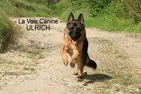 Pension Pour Chiens de Massangis