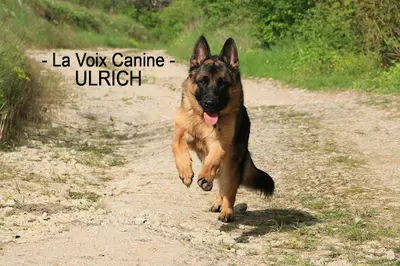 Pension Pour Chiens de Massangis