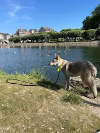 Canem - Berry - Éducation Canine