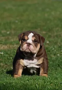 Élevage Bulldog Family