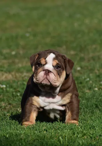 Élevage Bulldog Family