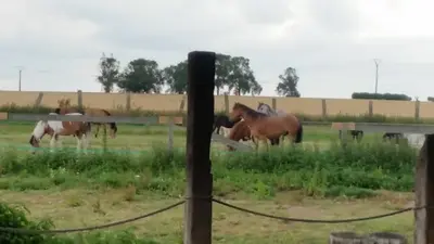 Poney-club le Pré Vert