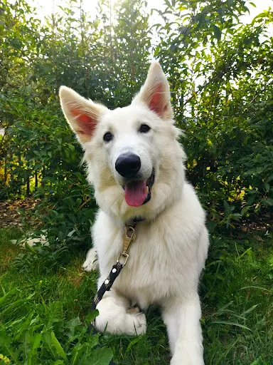 Tranquillité Canine