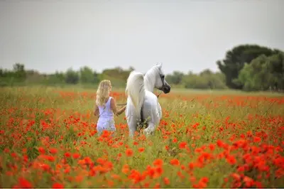 Kalliste Arabians