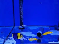Mond Aquatic