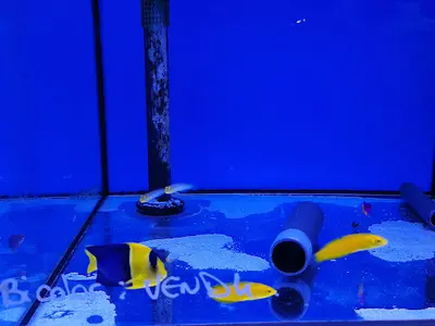 Mond Aquatic