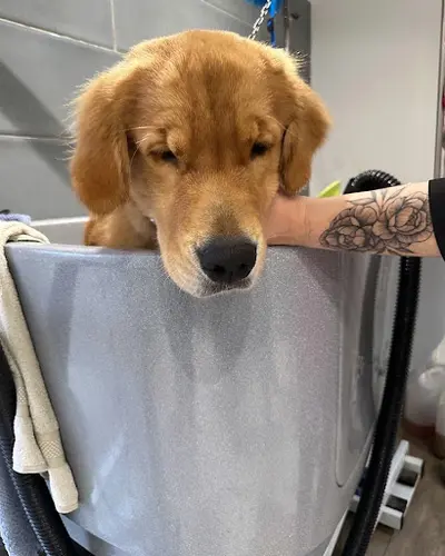 Toilettage Canin Lydia