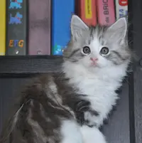 Chatterie de la Croix Lorraine