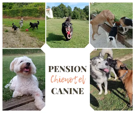 Chienotel - Pension Pour Chien, Chat, Nac
