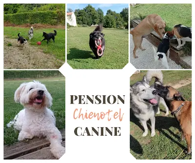 Chienotel - Pension Pour Chien, Chat, Nac