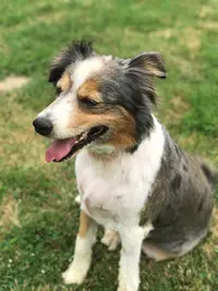Doggy Mouss
