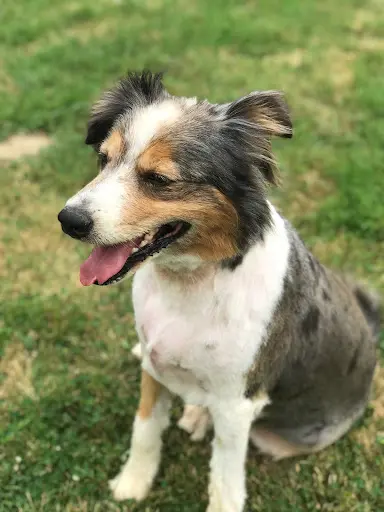 Doggy Mouss