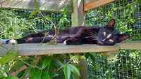 O Cat Chats Pension Pour Chats