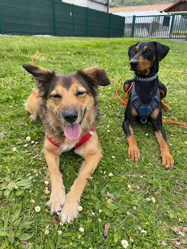 Dog Heaven 74