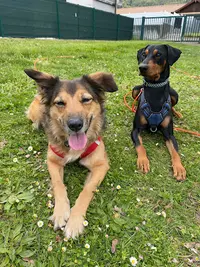 Dog Heaven 74