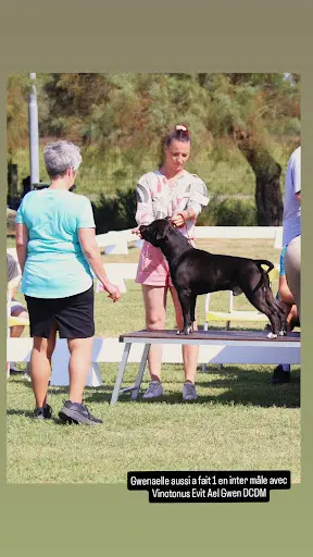 Élevage du Chemin des Moulins - American Staffordshire Terrier Lof